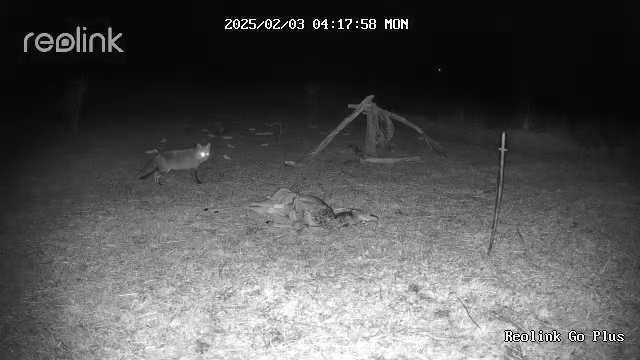 vadkamera kameracsapda róka ragadozó etetés vulpes fox