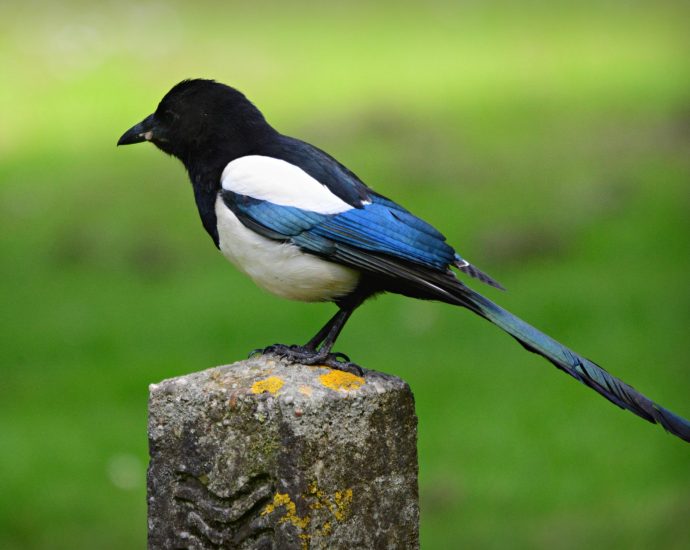 Szarka Pica Magpie varjúfélék tojásrabló fiókarabló bagolyfészek pixa 5
