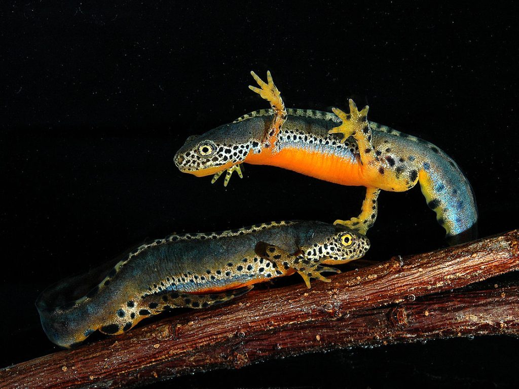 alpesi gőte wiki