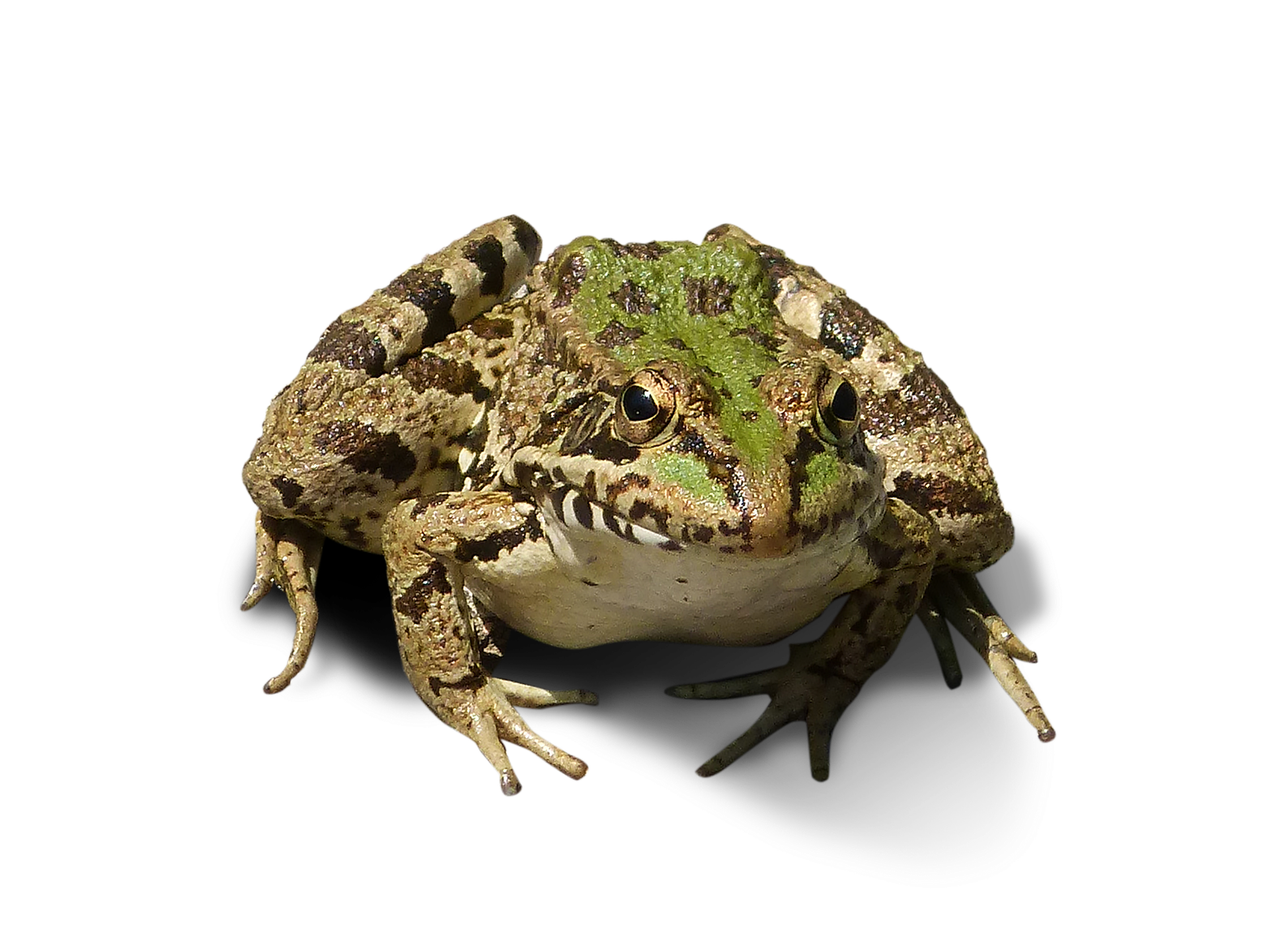 béka békák kétéltűek védelem kutatás pixa 3