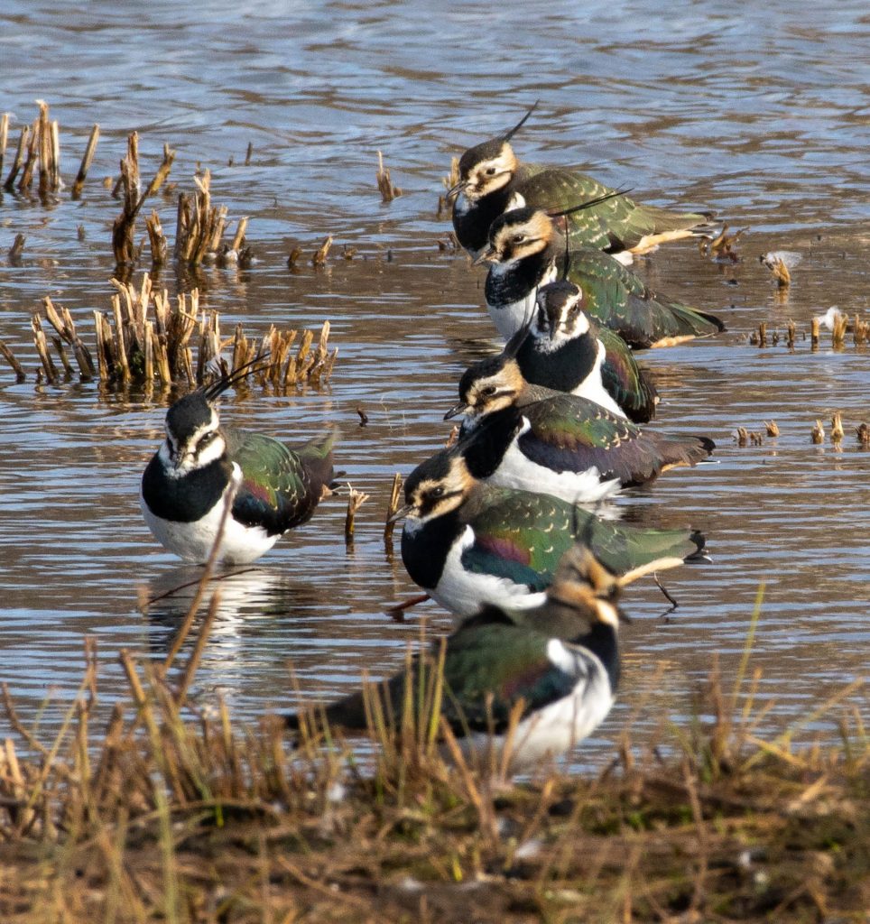 bíbic Vanellus vanellus lapwing pixa 3 adomány