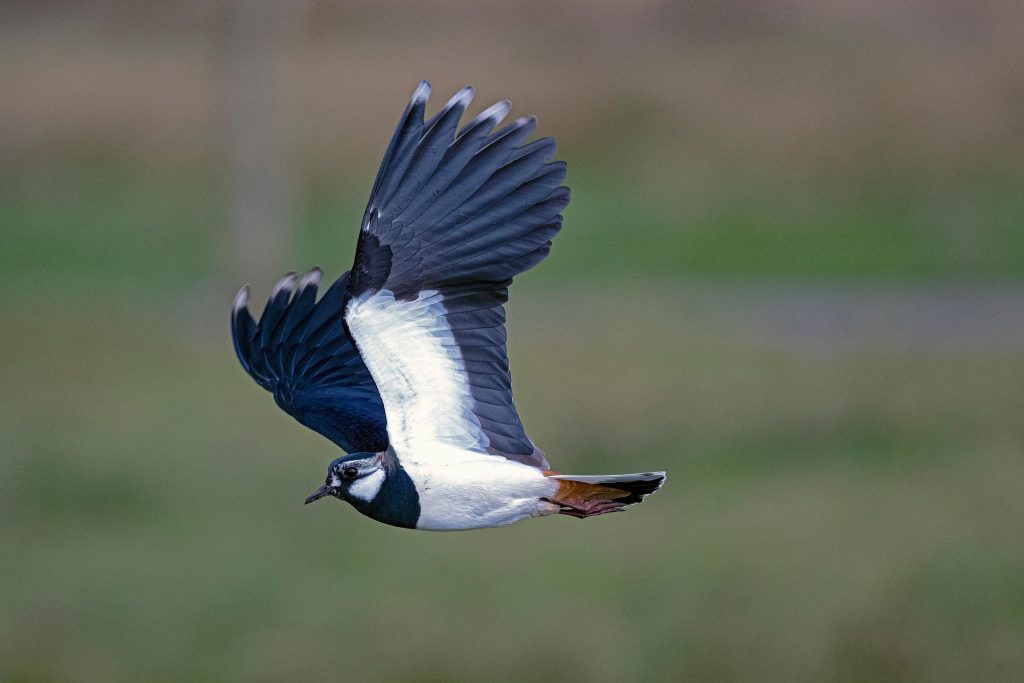 bíbic Vanellus vanellus lapwing pixa 4