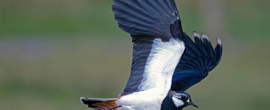 bíbic Vanellus vanellus lapwing pixa 4