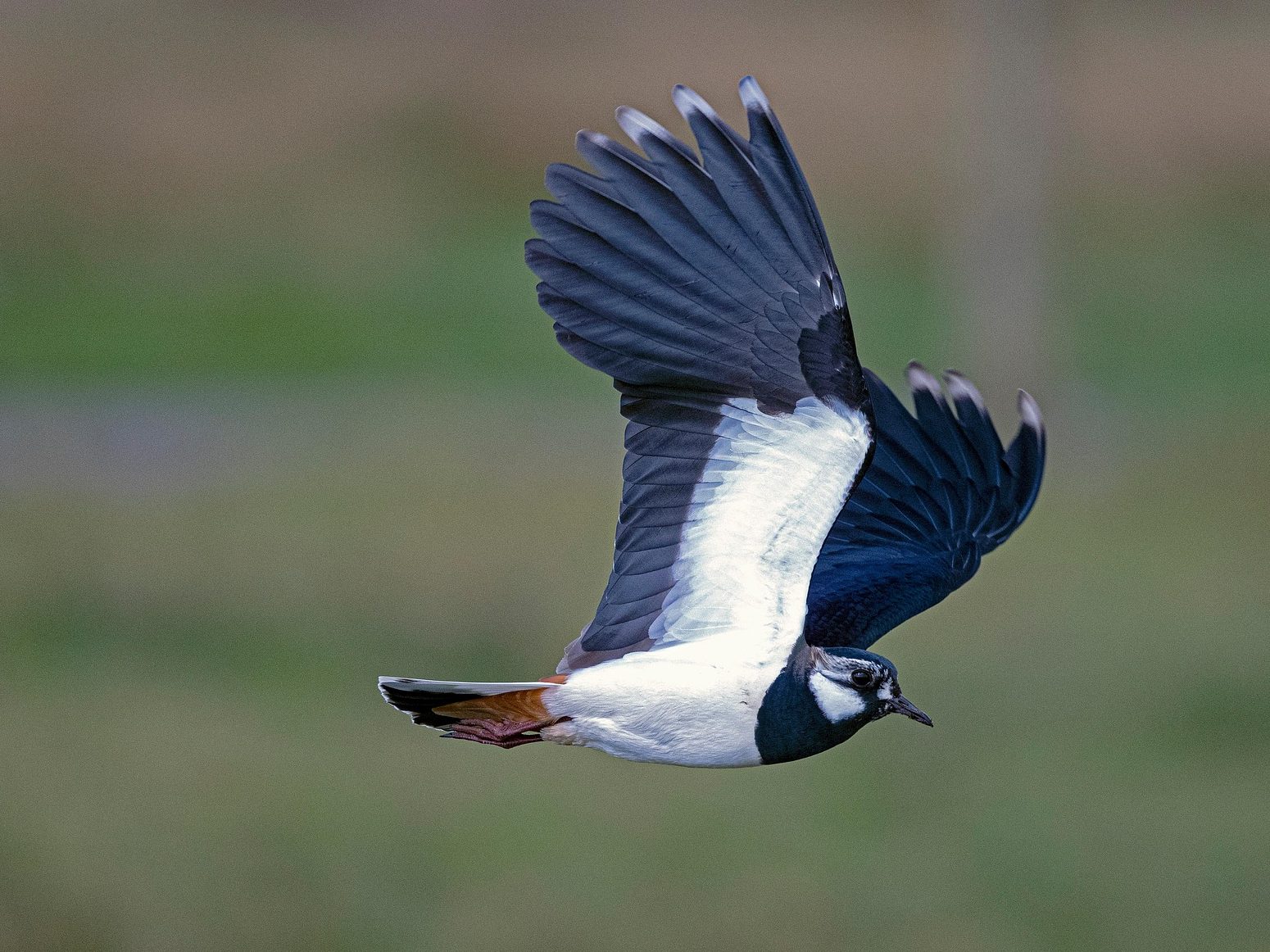 bíbic Vanellus vanellus lapwing pixa 4