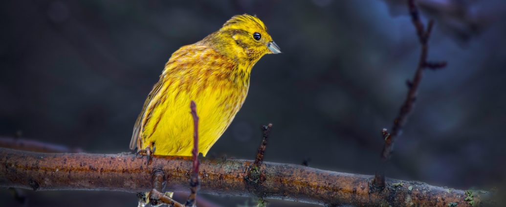 citromsrámány emberiza citrinella yellow hammer madarak sármányok magveők pixa