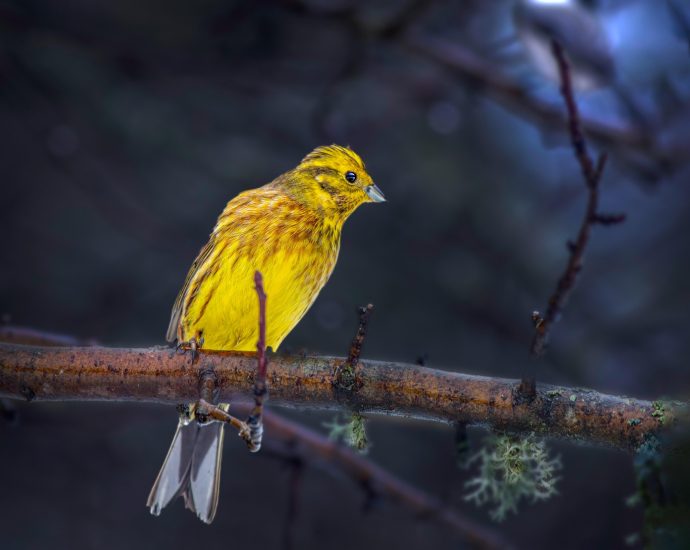 citromsrámány emberiza citrinella yellow hammer madarak sármányok magveők pixa