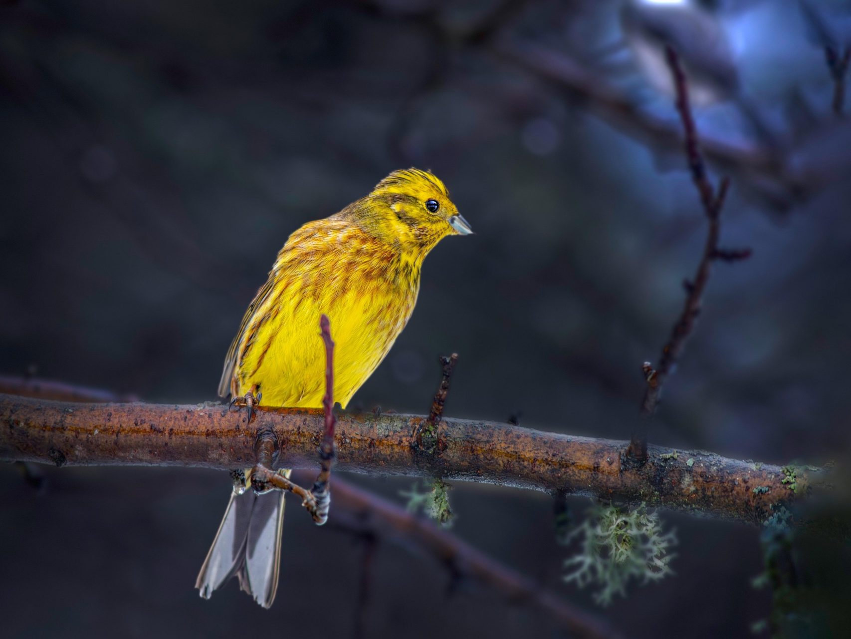 citromsrámány emberiza citrinella yellow hammer madarak sármányok magveők pixa