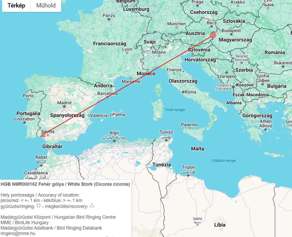 fehér gólya vonulása nyugati útvonal Kőszeg Spanyolország
