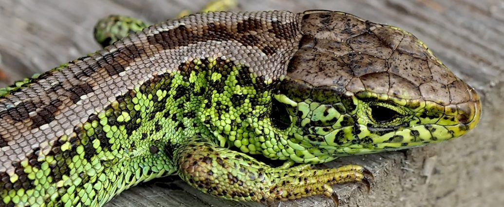 Fürge gyík Lacerta viridis hüllővédelem
