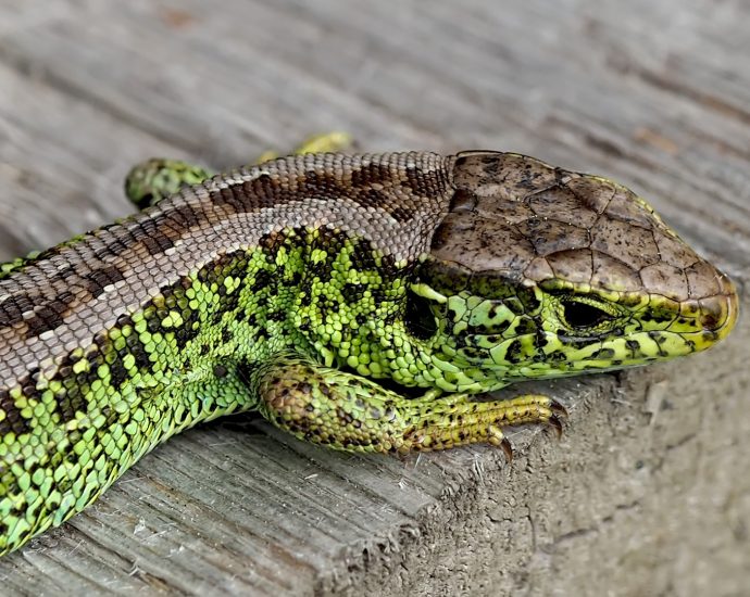 Fürge gyík Lacerta viridis hüllővédelem