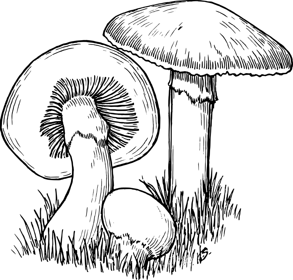 gomba adomány grafika