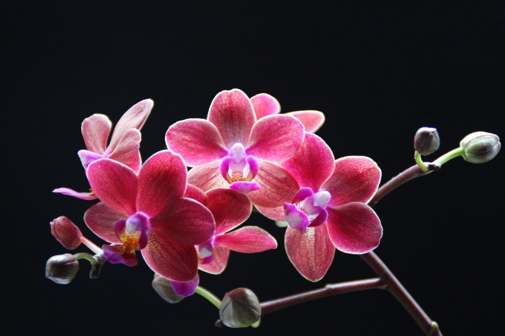 orchidea pixa 2 virágok gyűjtemények orchideák virágok
