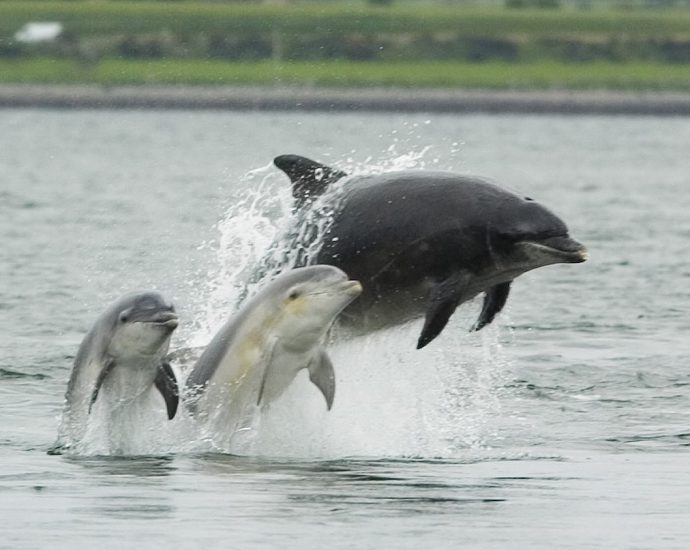 po_delfin cetek delfinek