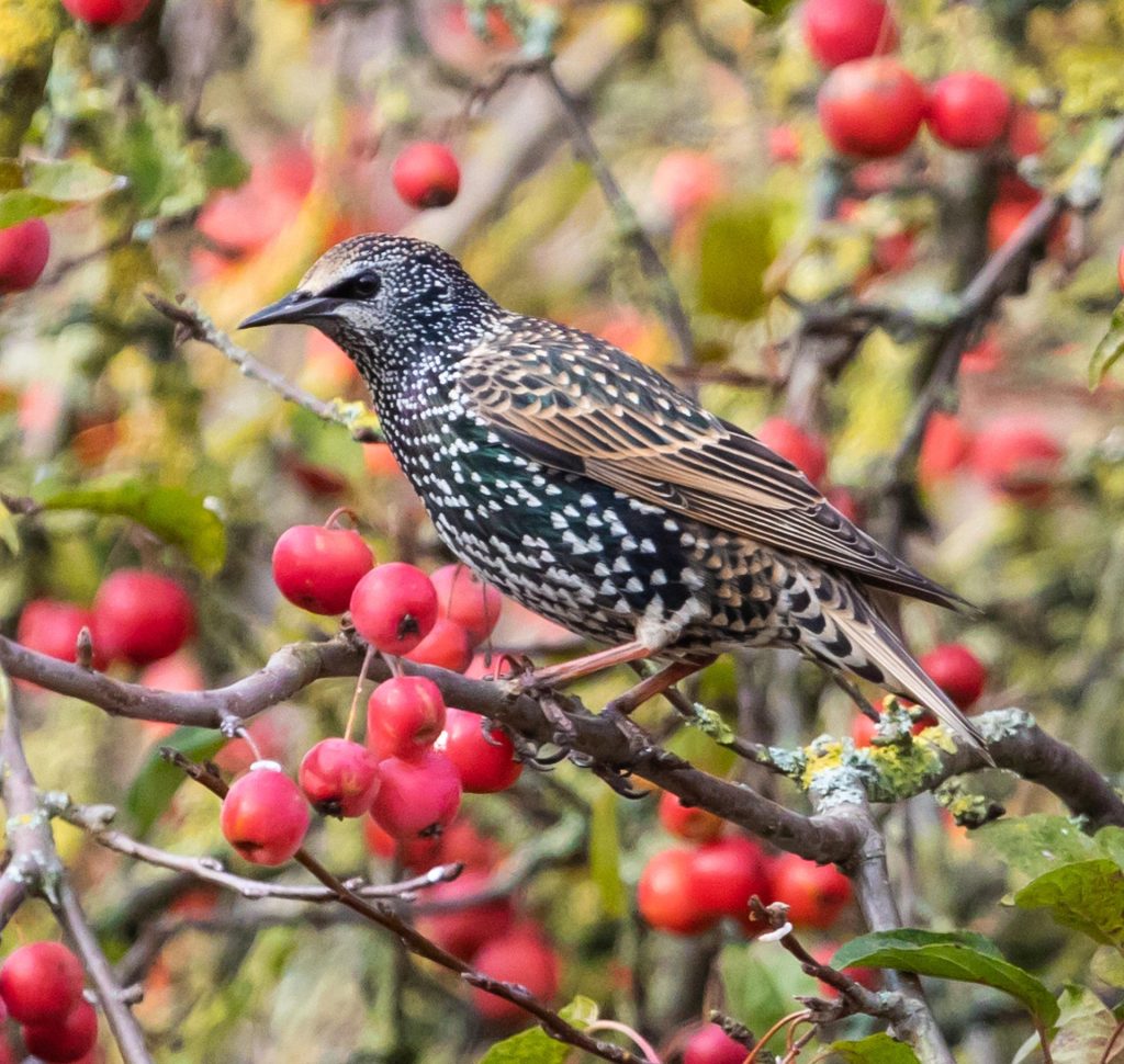 seregély starling Sturnus vulgraris seregélyek pixa 1