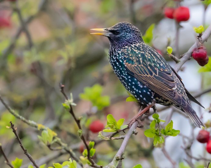 seregély starling Sturnus vulgraris seregélyek pixa 2