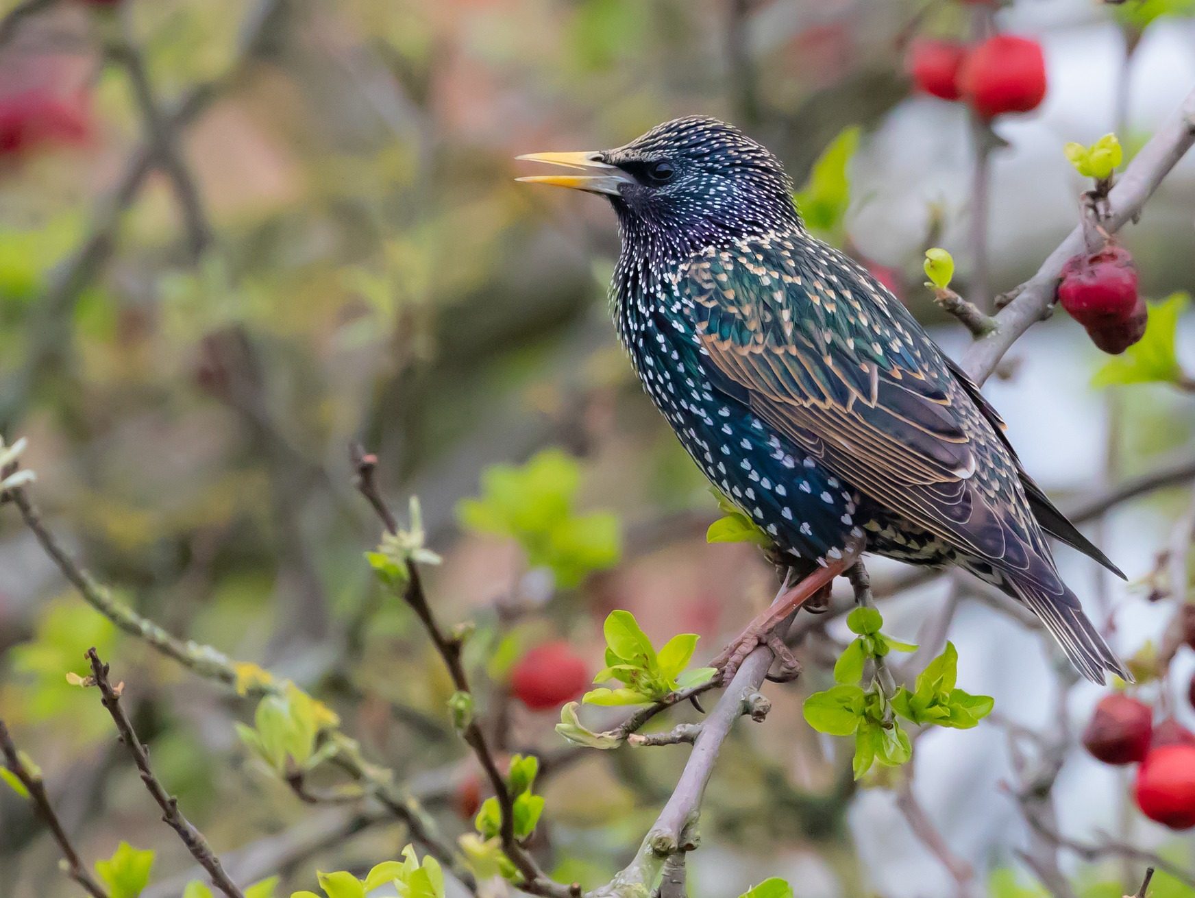 seregély starling Sturnus vulgraris seregélyek pixa 2