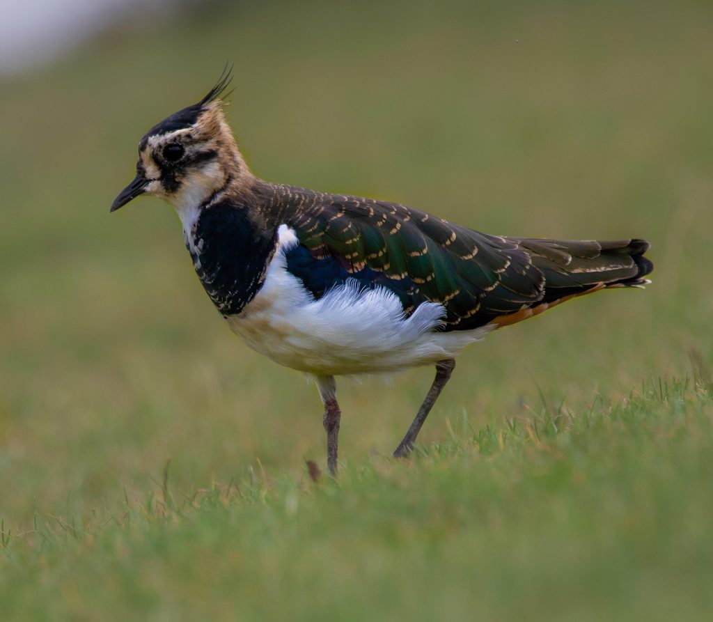 bíbic Vanellus vanellus lapwing pixa 2
