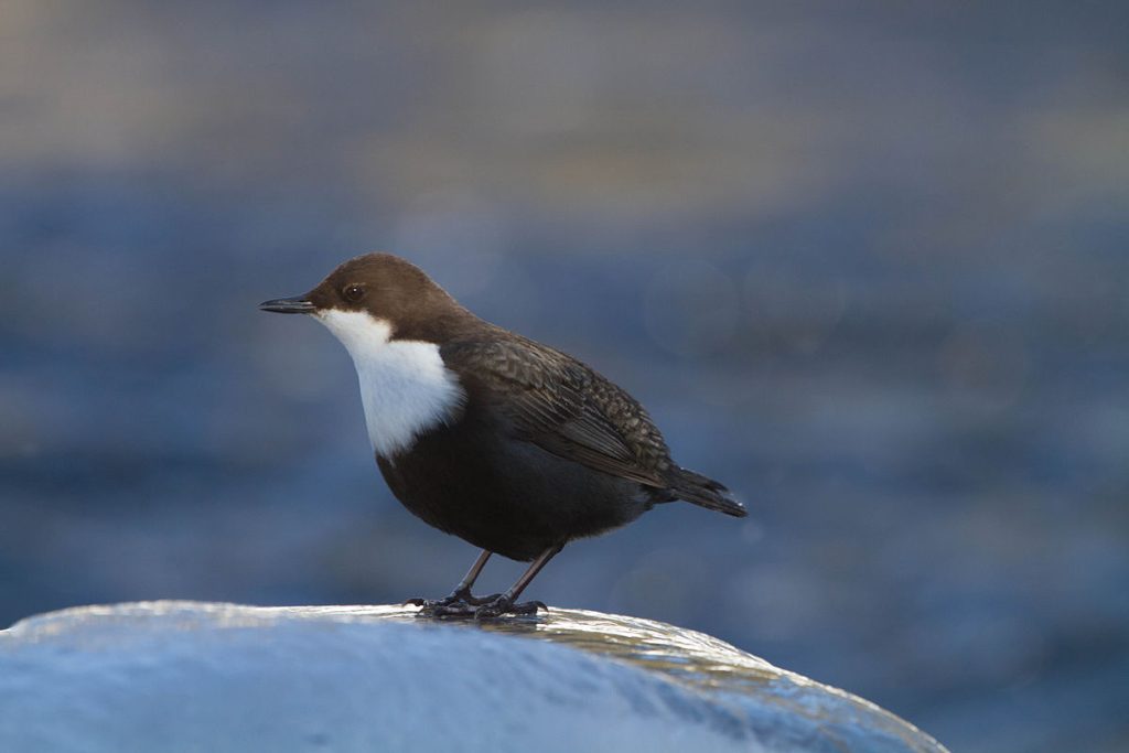 vízirigó cinclus cinclus dipper Magyarország Európa Jósvafő gyűrűs gyűrűleolvasás Bükk Kónya Máté 1