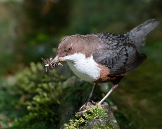 vízirigó cinclus cinclus dipper Magyarország Európa Jósvafő gyűrűs gyűrűleolvasás Bükk Kónya Máté 1
