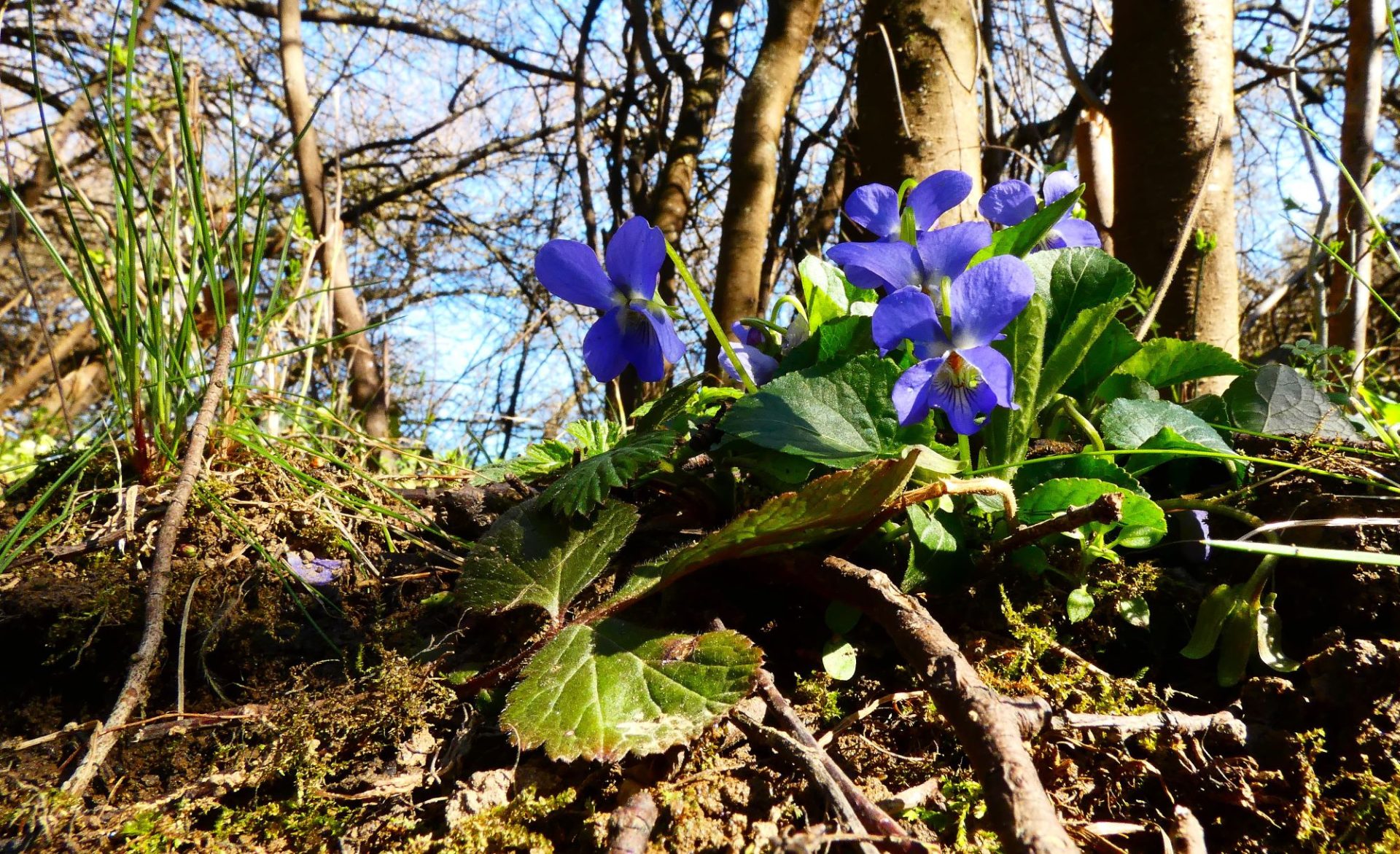 2000 illatos ibolya 2025.03.19.