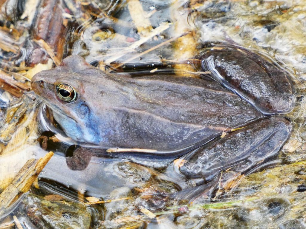 2000 mocsári béka nász hím 2