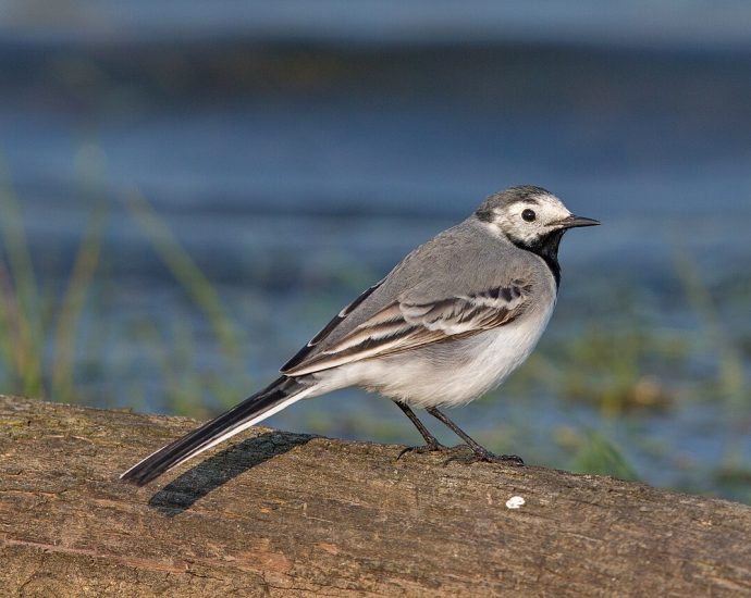 Barázdabillegető Motacilla alba wiki en 12