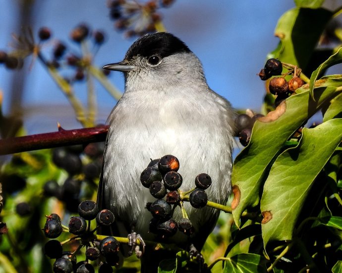 barátposzáta barátka Sylvia atricapilla blackcap borostyán pixa