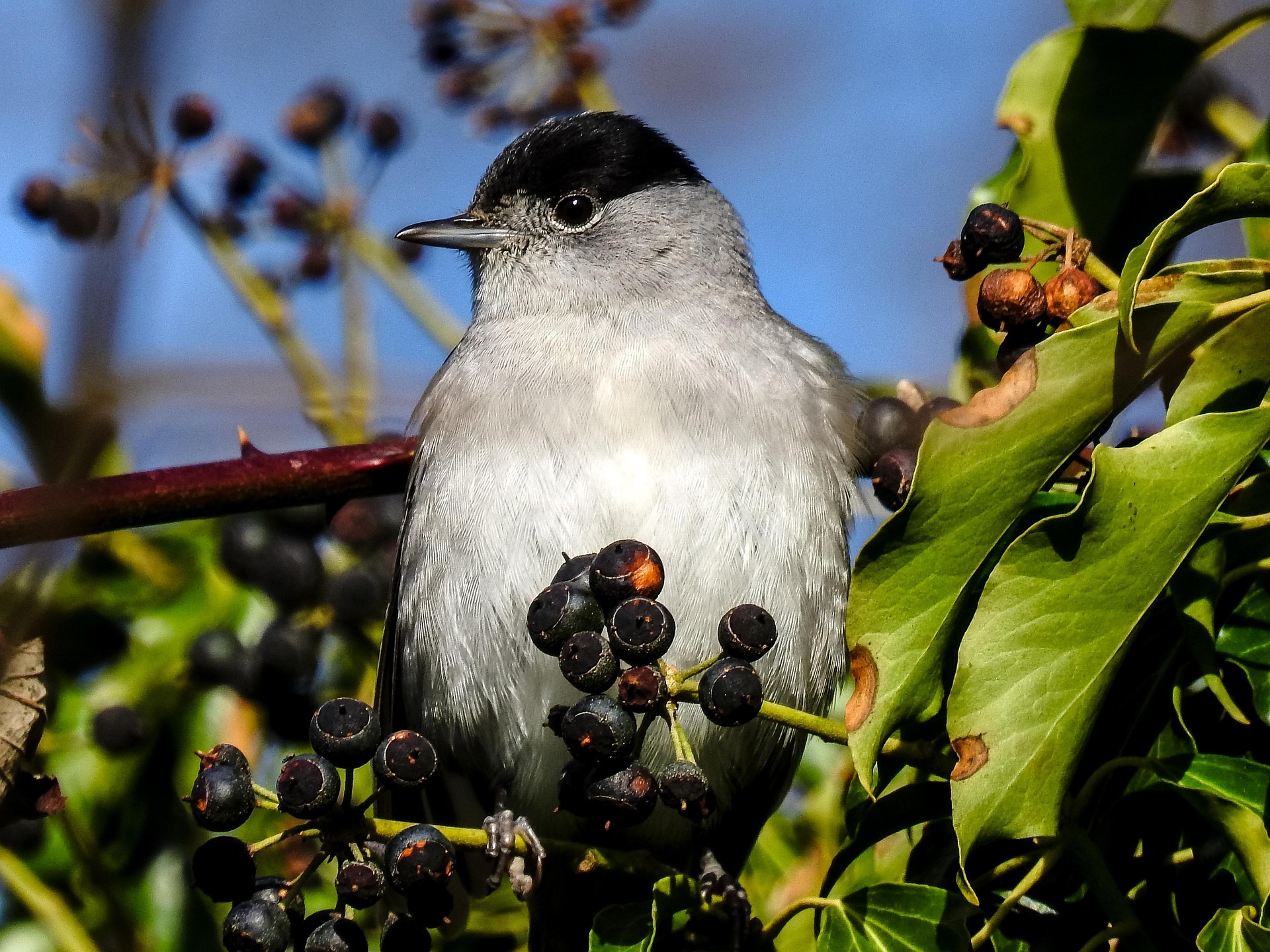 barátposzáta barátka Sylvia atricapilla blackcap borostyán pixa