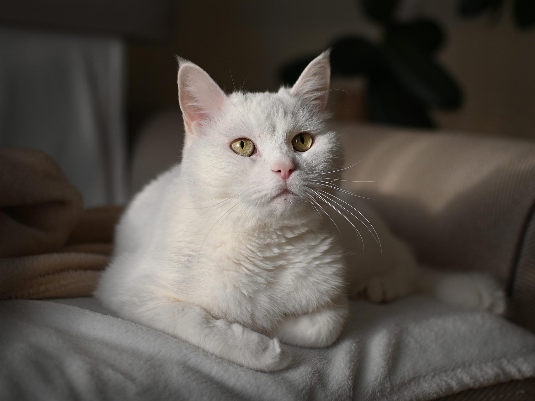 macska