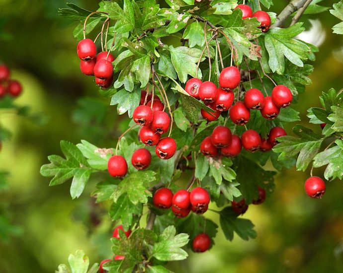 bokor cserje cserjeszint galagonya crataegus-laevigata pixa