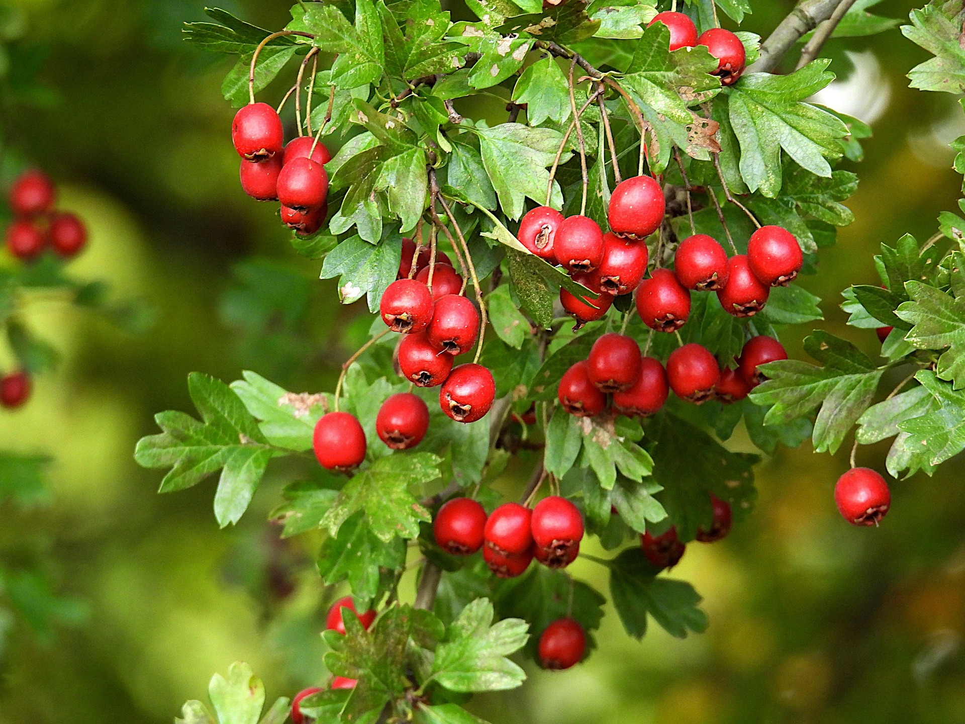 bokor cserje cserjeszint galagonya crataegus-laevigata pixa