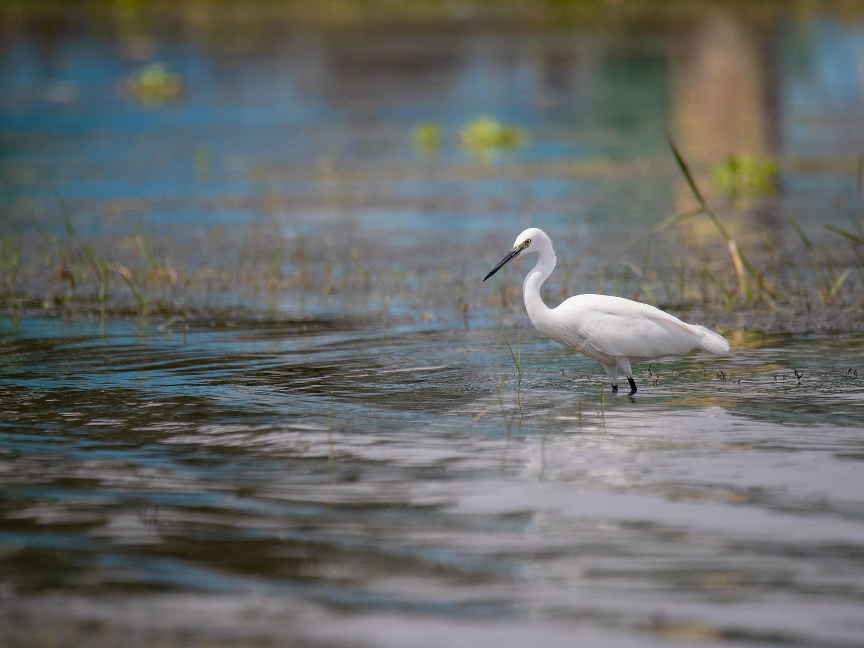 gémek vízimadarak nagy kócsag egretta alba vizes élőhely rekonstrukció pixa