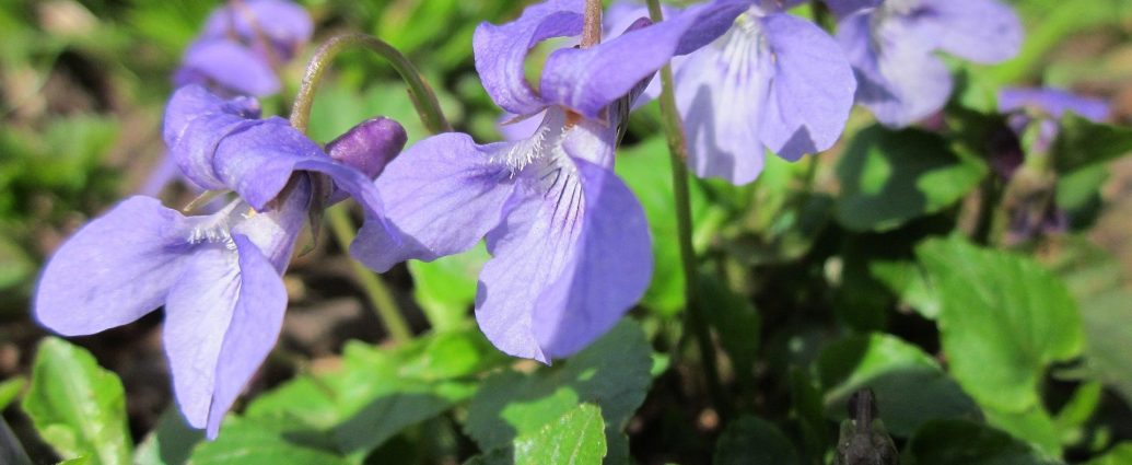 illatos ibolya pixa