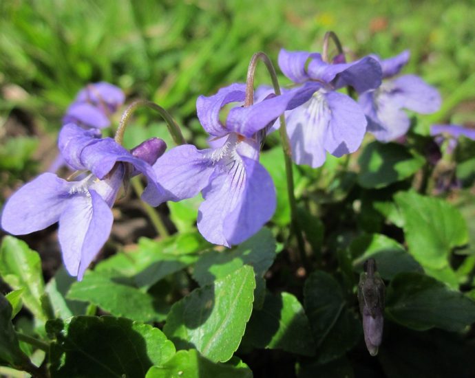 illatos ibolya pixa