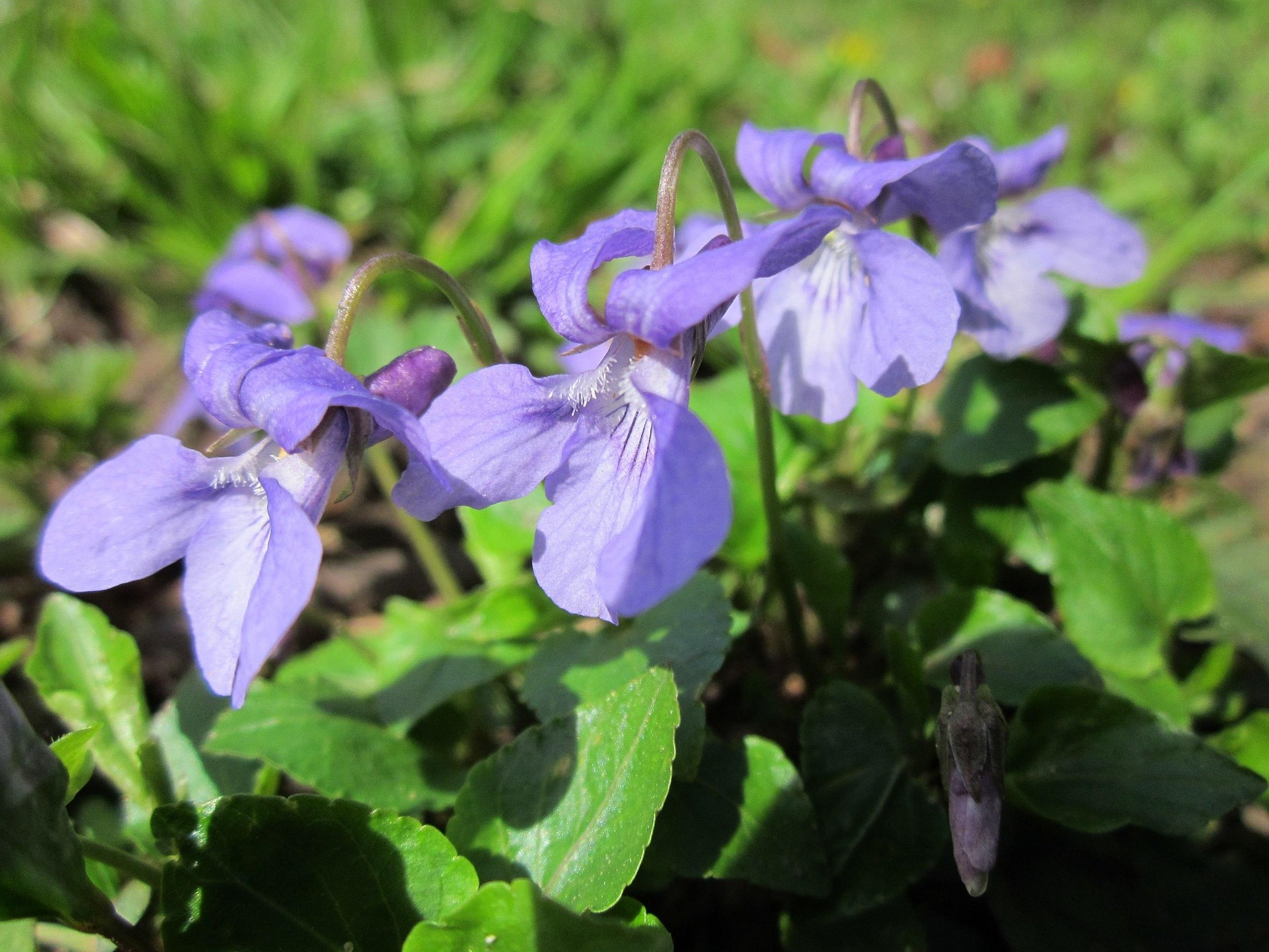 illatos ibolya pixa