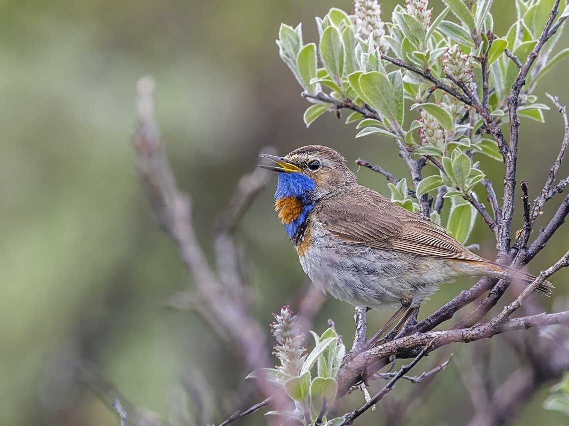 kékbegy Luscinia svecia madárlista