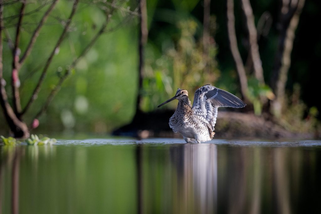 sárszalonka gallinago partimadár vizes élőhely pixa 1