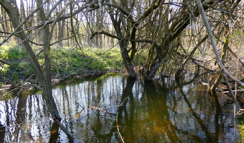 2000 patakfotók árasztott revitalizált patak 2025 Hód-víz mangróve mocsár