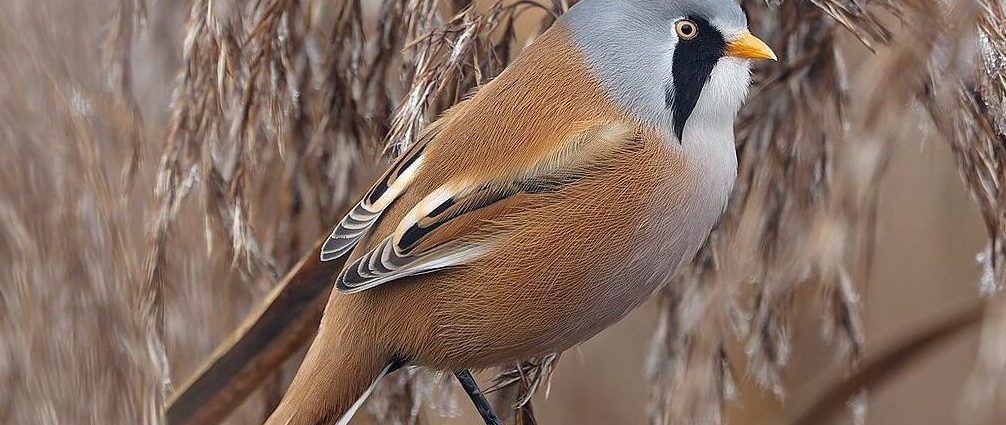Barkóscinege Panurus biarmicus nádi madarak