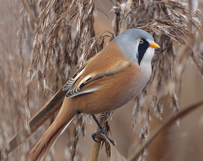 Barkóscinege Panurus biarmicus nádi madarak