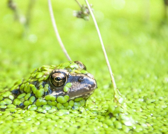 békalencse mocsarak tavak kerti tó élőhely vizes vízi növények pixa béka