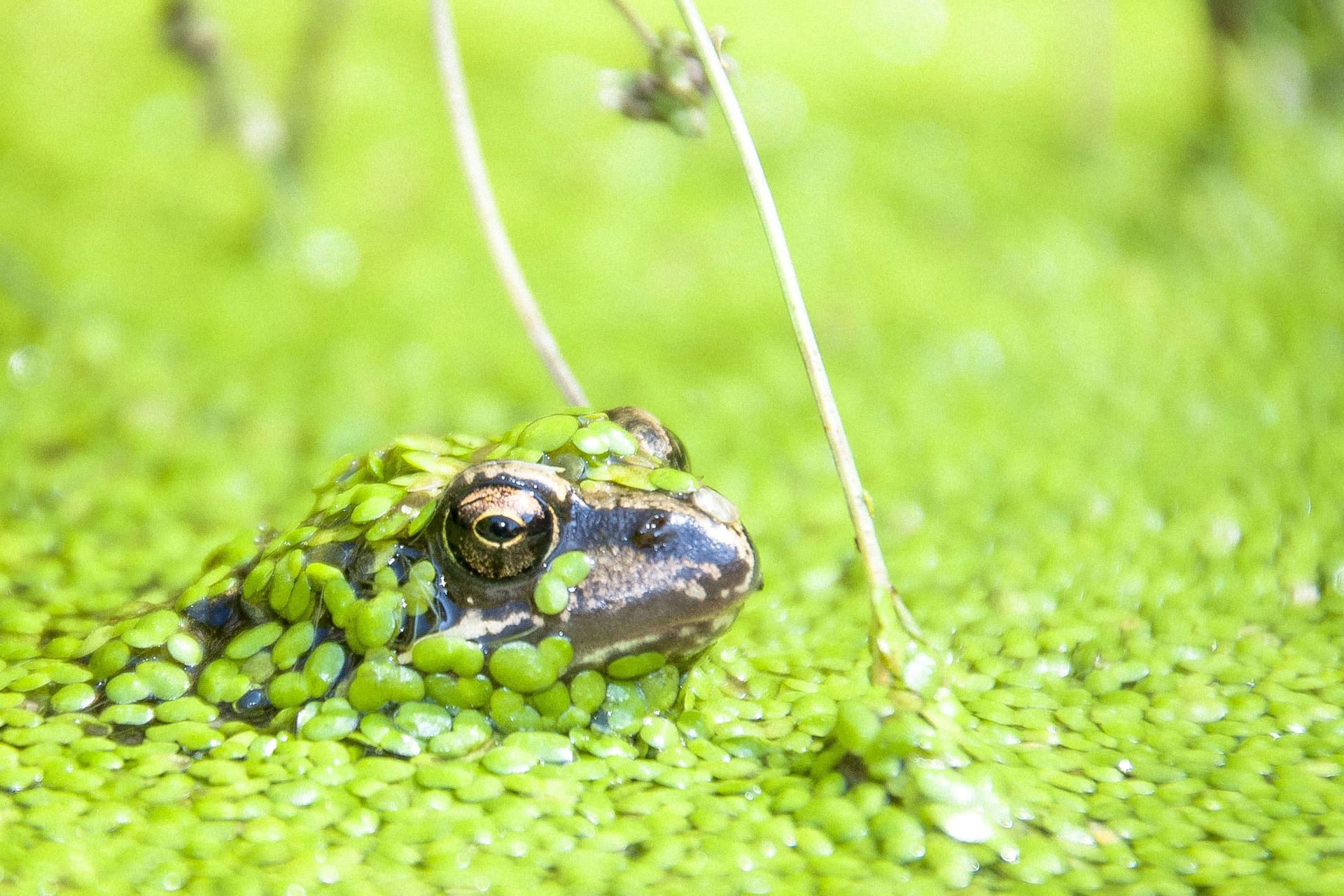 békalencse mocsarak tavak kerti tó élőhely vizes vízi növények pixa béka