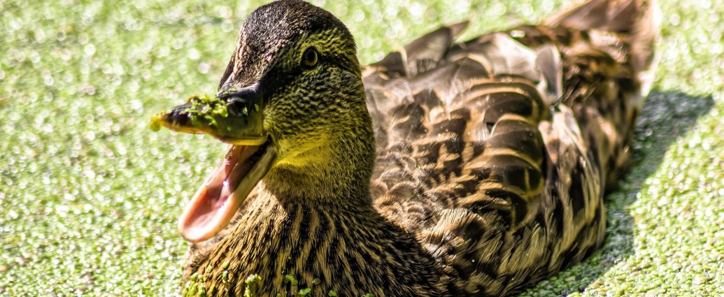 békalencse mocsarak tavak kerti tó élőhely vizes vízi növények pixa tőkés réce tojó