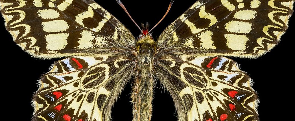 farkasalmalepke pillangók Zerynthia_polyxena