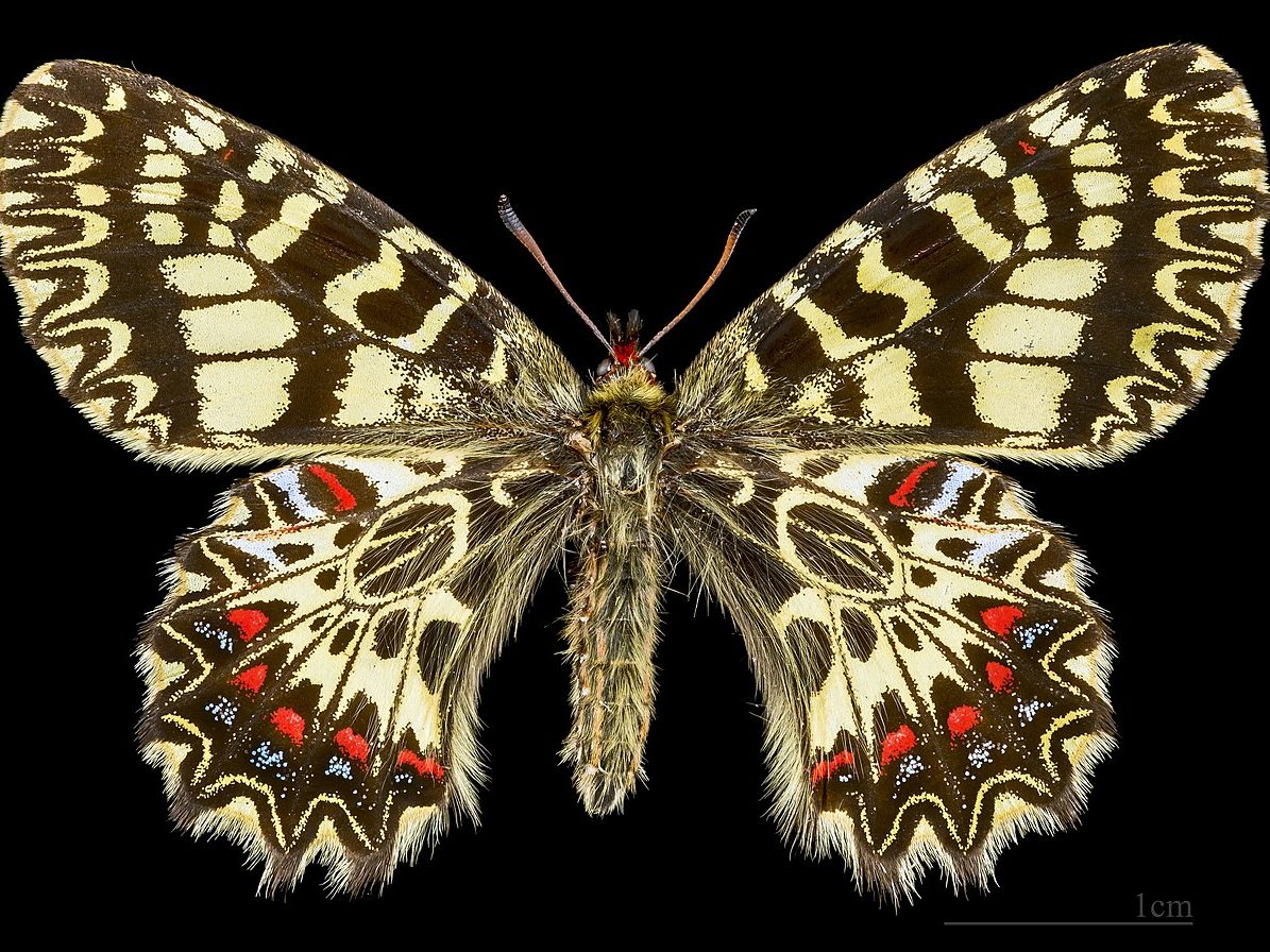 farkasalmalepke pillangók Zerynthia_polyxena