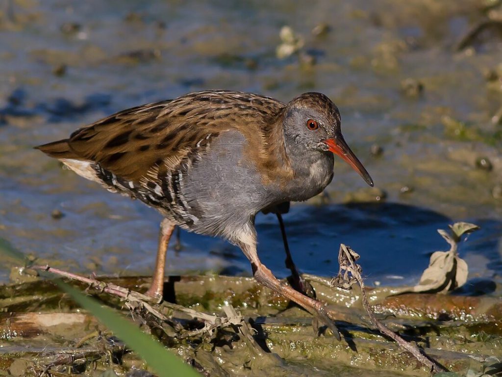 guvat Rallus aquaticus