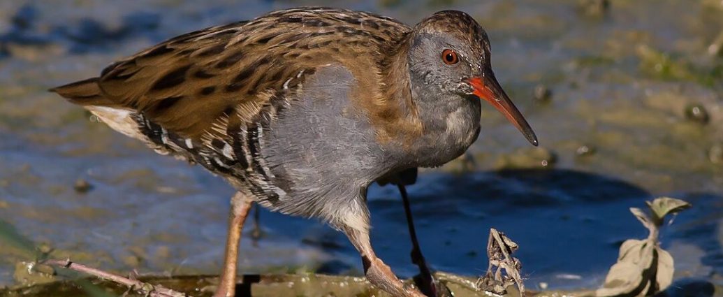 guvat Rallus aquaticus