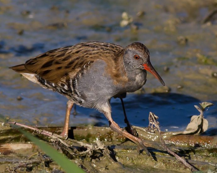 guvat Rallus aquaticus