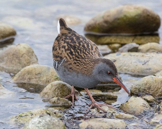guvat Rallus aquaticus