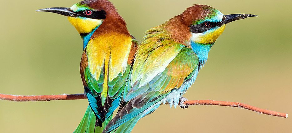 gyurgyalag Merops apiaster fészkelése költés